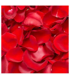 Rose Petals Red - BOX. An arrangement by Triple A Florist.