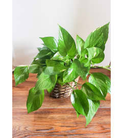 Pothos Philodendron. An arrangement by Zaisers Florist and Greenhouse.