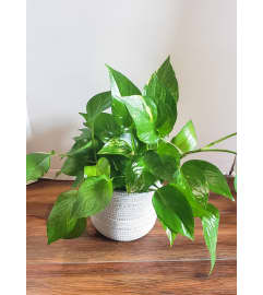Pothos Philodendron. An arrangement by Zaisers Florist and Greenhouse.