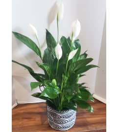 Peace Lily 6 in Basket. An arrangement by Zaisers Florist and Greenhouse.