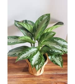 'Silver Bay' Chinese Evergreen. An arrangement by Zaisers Florist and Greenhouse.