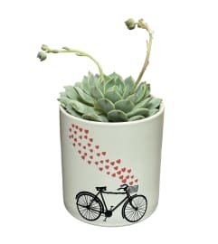 Succulent Love. An arrangement by Amazing Flowers.
