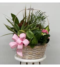 Dishgarden living plant landscape. An arrangement by Blooming Boutique Florist.