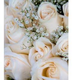 White Roses Handtied Bouquet. An arrangement by Nicol Florist.