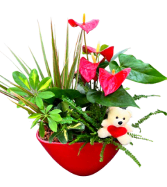 Valentine's Red Anthurium Planter. An arrangement by Floral Images.