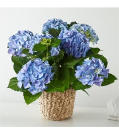 Hydrangea Celebrations. An arrangement by L and J Blooms.
