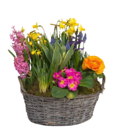 Spring Bulb Garden. An arrangement by Mardi Gras Florist.