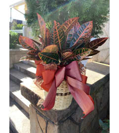 Standard Croton Plant. An arrangement by Seasons Change Designs.