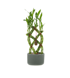 Bamboo Trellis. An arrangement by Timp Valley Floral. Bamboo Trellis. An arrangement by Timp Valley Floral.