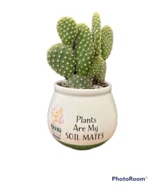 Chatty Succulents 4. An arrangement by Timp Valley Floral.