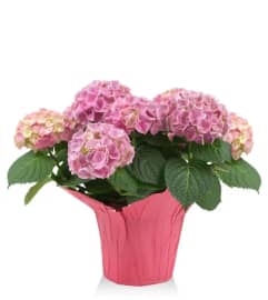 PINK HYDRANGEA for mom. An arrangement by Last Minute Gifts and Flowers.
