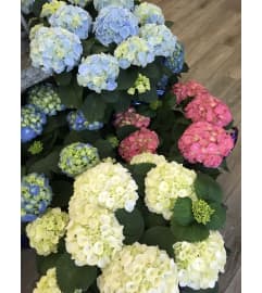 Lush Blooming Hydrangea plant. An arrangement by Syd Kemsley Florist.