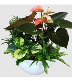 Anthurium Dish Garden. An arrangement by Fendley Florists.