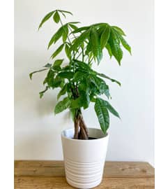 Braided Pachira (Money Tree). An arrangement by Mayfield Flowers.