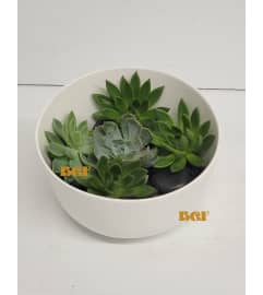 Succulent Mini Garden. An arrangement by Brickell Exclusive Blooms. Succulent Mini Garden. An arrangement by Brickell Exclusive Blooms.