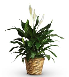 Spath Peace Lily. An arrangement by Deep Creek Floral.