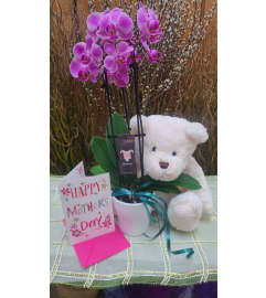 A Plant and a Plush. An arrangement by KW Flowers.