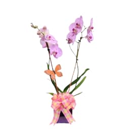 IMPERIAL ORCHID. An arrangement by Azi Flowers.