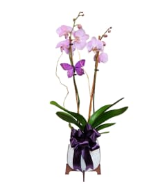 GRATITUDE ORCHID. An arrangement by Azi Flowers.