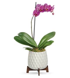 Orchid Planter. An arrangement by Mardi Gras Florist.