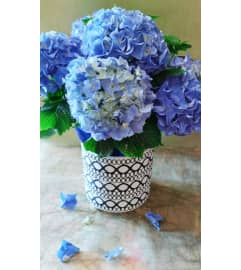 HAPPY BLUE HYDRANGEA. An arrangement by Triple A Florist.