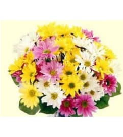 Wrapped Assorted Daisy Bunch. An arrangement by Roma James Gifts.