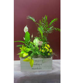 Mom's Indoor Garden. An arrangement by KW Flowers.