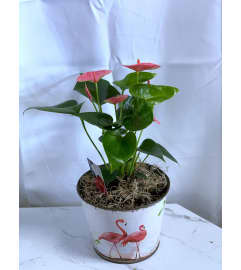 Assorted Anthurium in Tin Bird Planter. An arrangement by Floratechnics.
