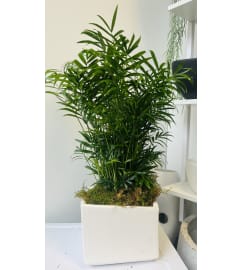 Tropical Palm. An arrangement by Donato's Floral.