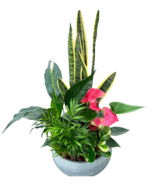 Lavish Tropical Planter. An arrangement by Harriet's Flower and Gift Shop.