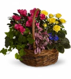 Mom's Blooming Garden basket. An arrangement by Palmetto Gardens Florist.
