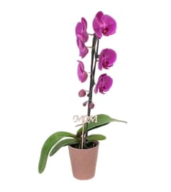 A Cascading Orchid-White Only. An arrangement by Fendley Florists.