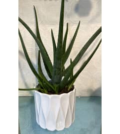 Aleo Vera Potted in White Ceramic. An arrangement by Fellows Fernlea Flowers.