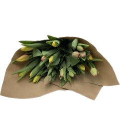 Wrapped Tulip Bouquet - Assorted Colours. An arrangement by Fendley Florists.