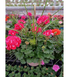 Full Sun Geranium Fun!. An arrangement by Nicol Florist.