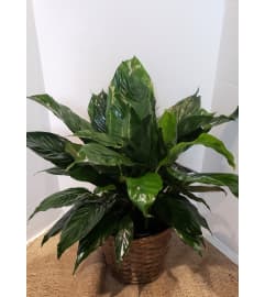 Large Peace Lily. An arrangement by Zaisers Florist and Greenhouse.