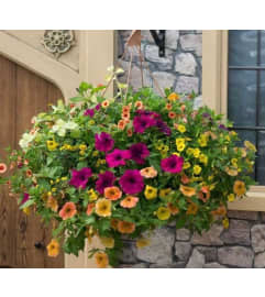 Country Hanging Basket. An arrangement by Jodi's Country Corner and Florist.