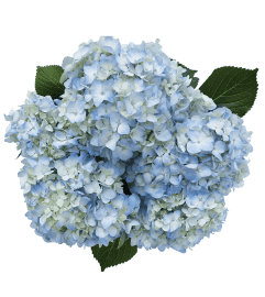 VASE OF HYDRANGEA. An arrangement by Flowers by Priscilla.