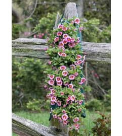 Country Hanging Bag. An arrangement by Jodi's Country Corner and Florist.