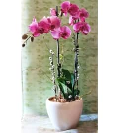 POTTED PURPLE ORCHID. An arrangement by Triple A Florist.