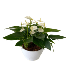 Medium Eileen Tropical Planter. An arrangement by Flowers Plus.