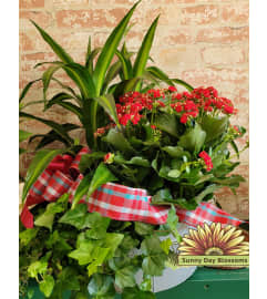 Triple Delight Plant basket. An arrangement by Sunny Day Blossoms Design Studio.