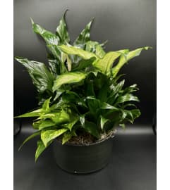 Gift of Green. An arrangement by Hours of Flowers.