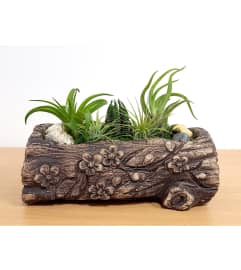 air plant /succulent garden. An arrangement by Last Minute Gifts and Flowers.