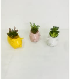 Set of 3 Pigs with Succulents. An arrangement by Flowers of Jacksonville.