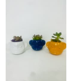 Set of Monkeys with Succulents Orange. An arrangement by Flowers of Jacksonville.