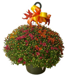 Colorful Mum Hanging Basket. An arrangement by Dupree's Root 88 Garden Center and Florist.