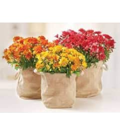 Beautiful Fall Mum. An arrangement by Dupree's Root 88 Garden Center and Florist.
