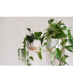 Living Vines Houseplant. An arrangement by Dupree's Root 88 Garden Center and Florist.