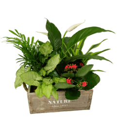 Nature Mixed Tropical Planter. An arrangement by Nicol Florist. Nature Mixed Tropical Planter. An arrangement by Nicol Florist.